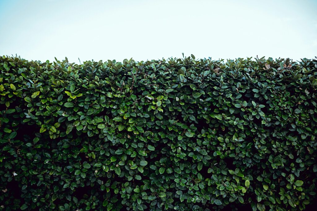 Minimalist photo of a neatly trimmed hedge with blue sky above – Hedge Trimming in Swindon
