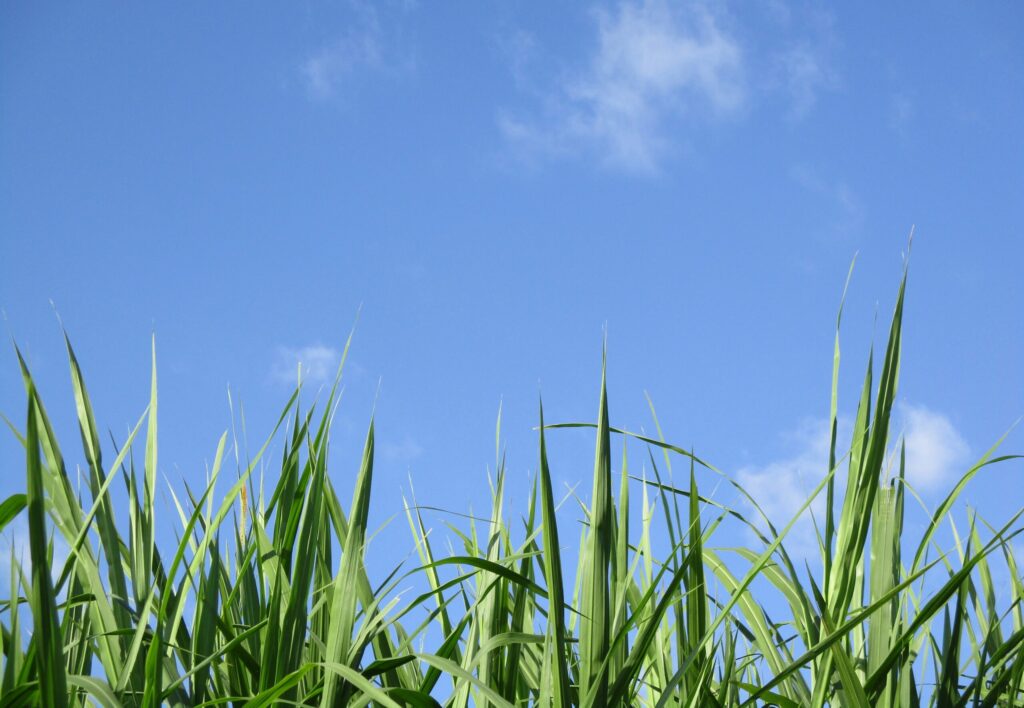 Close-up of grass blades against a bright blue sky with the words "Strimming Swindon | Brush Cutting for Overgrown Grass & Weeds" overlaid