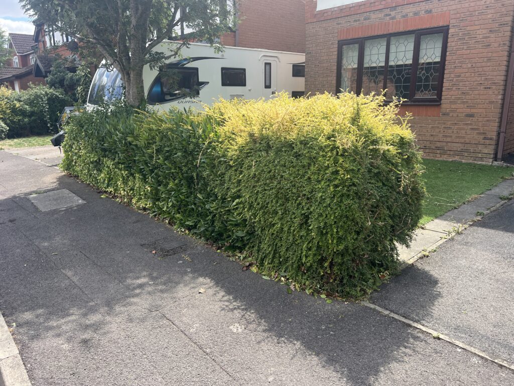 Neatly shaped spherical golden-leaved hedge trimmed back from the driveway edge, enhancing the brick house facade with a clean, uniform appearance under clear skies.