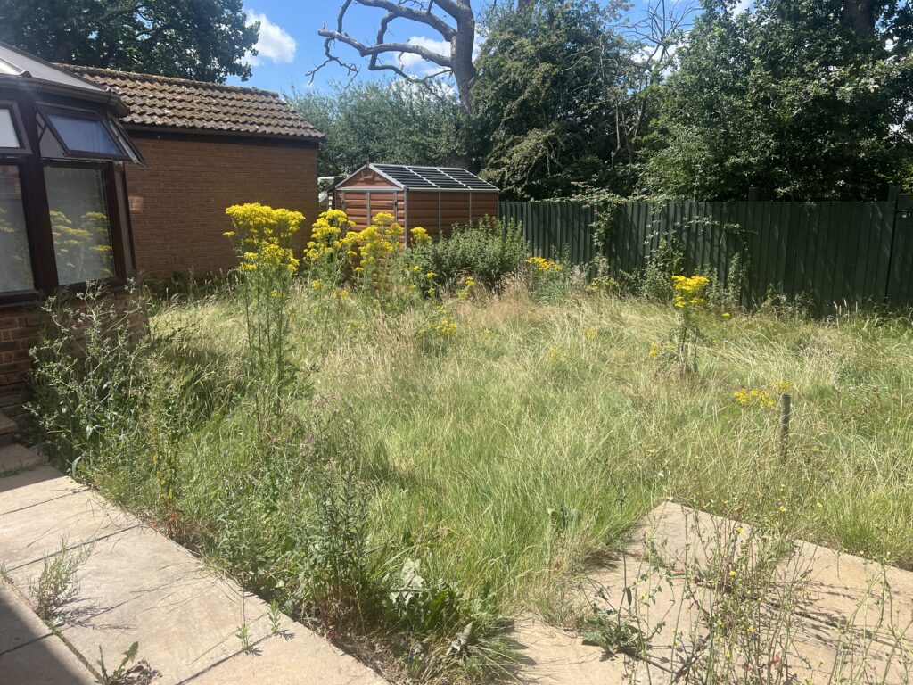 Unkempt backyard with tall grass, yellow wildflowers and weeds beside a green wooden fence, brick wall, and orange metal storage shed under a sunny sky.