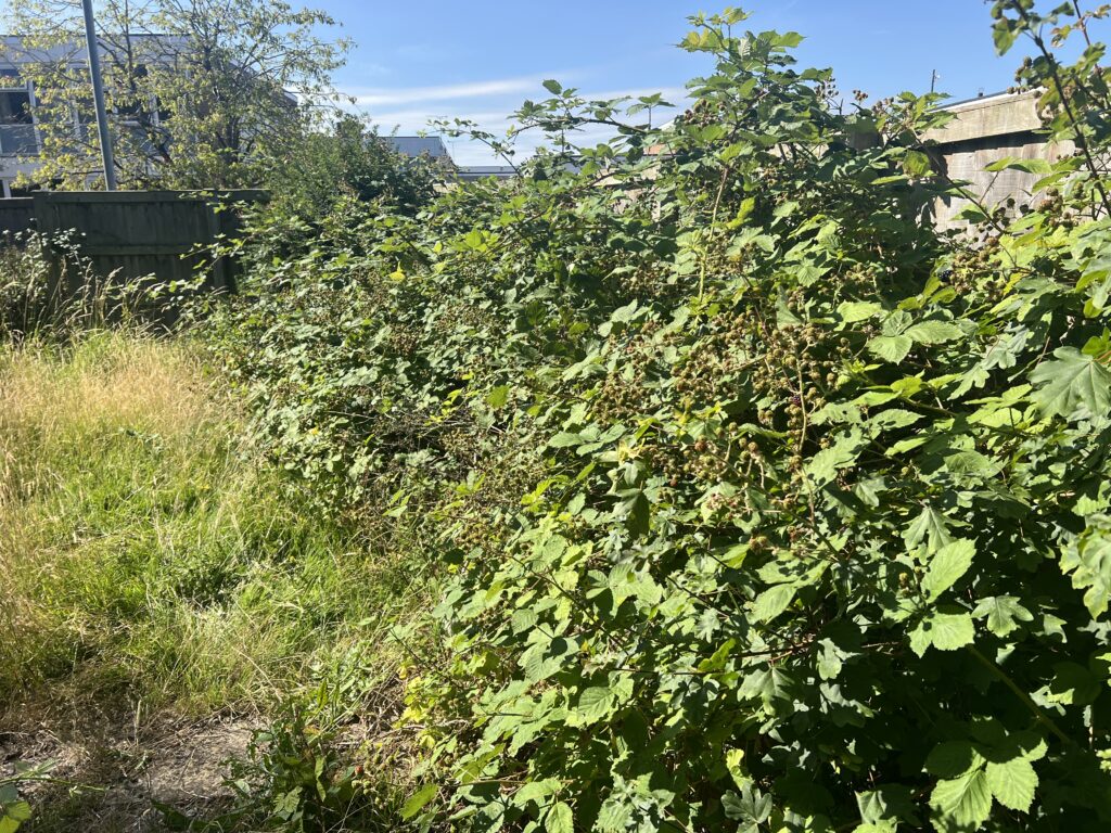 Dense, overgrown blackberry bramble and mixed shrubs spilling over a concrete path and grassy yard beside a weathered wooden fence under a blue sky.