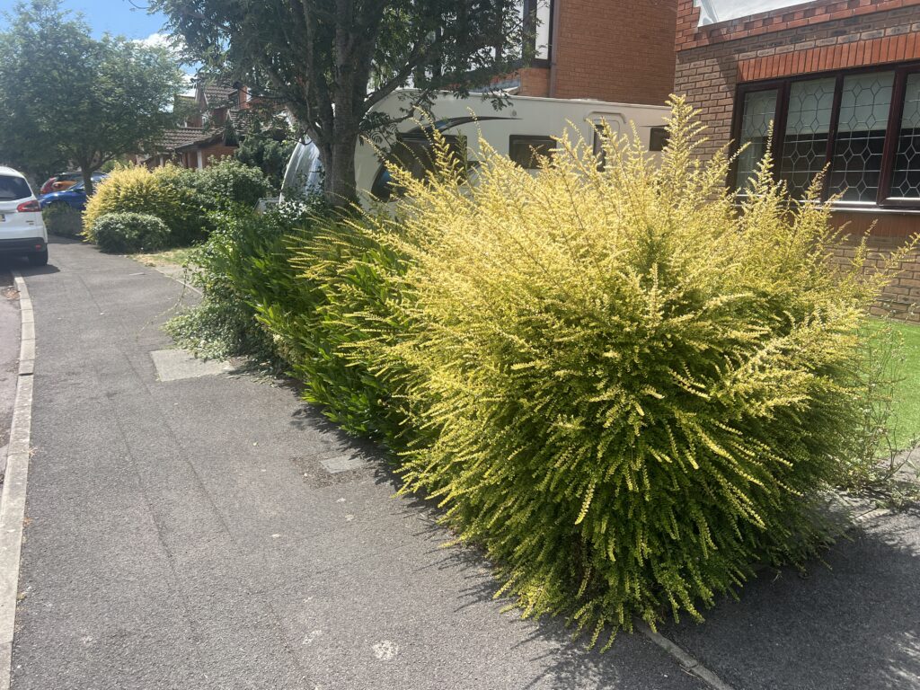 Overgrown front garden hedge with uneven, sprawling golden-leaved shrubs encroaching on the driveway edge, set against a brick house and caravan under a sunny sky.