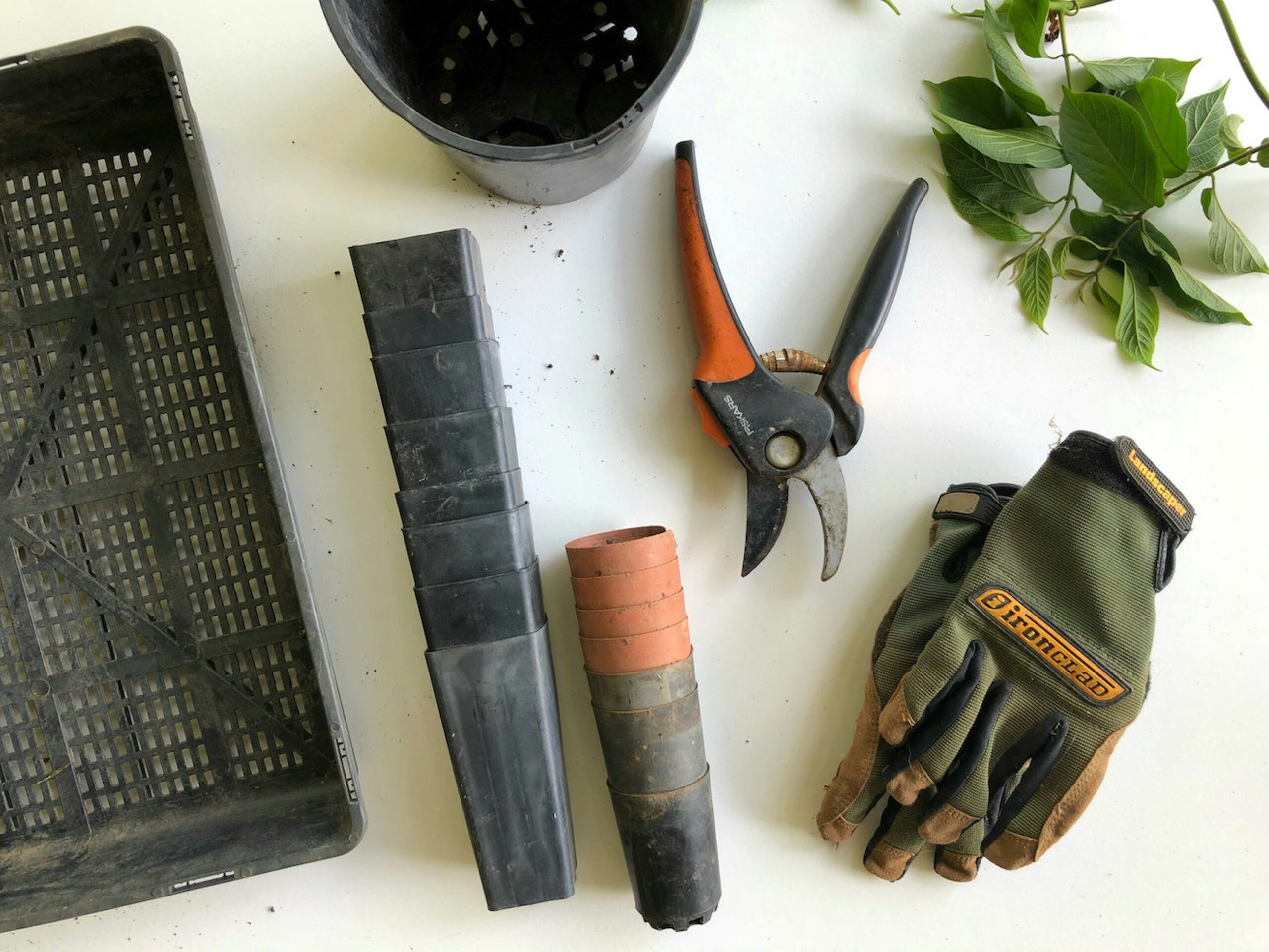Flat-lay of a Gardener in Swindon’s pruning shears, gardening gloves, pots and fresh cuttings on a white workbench.